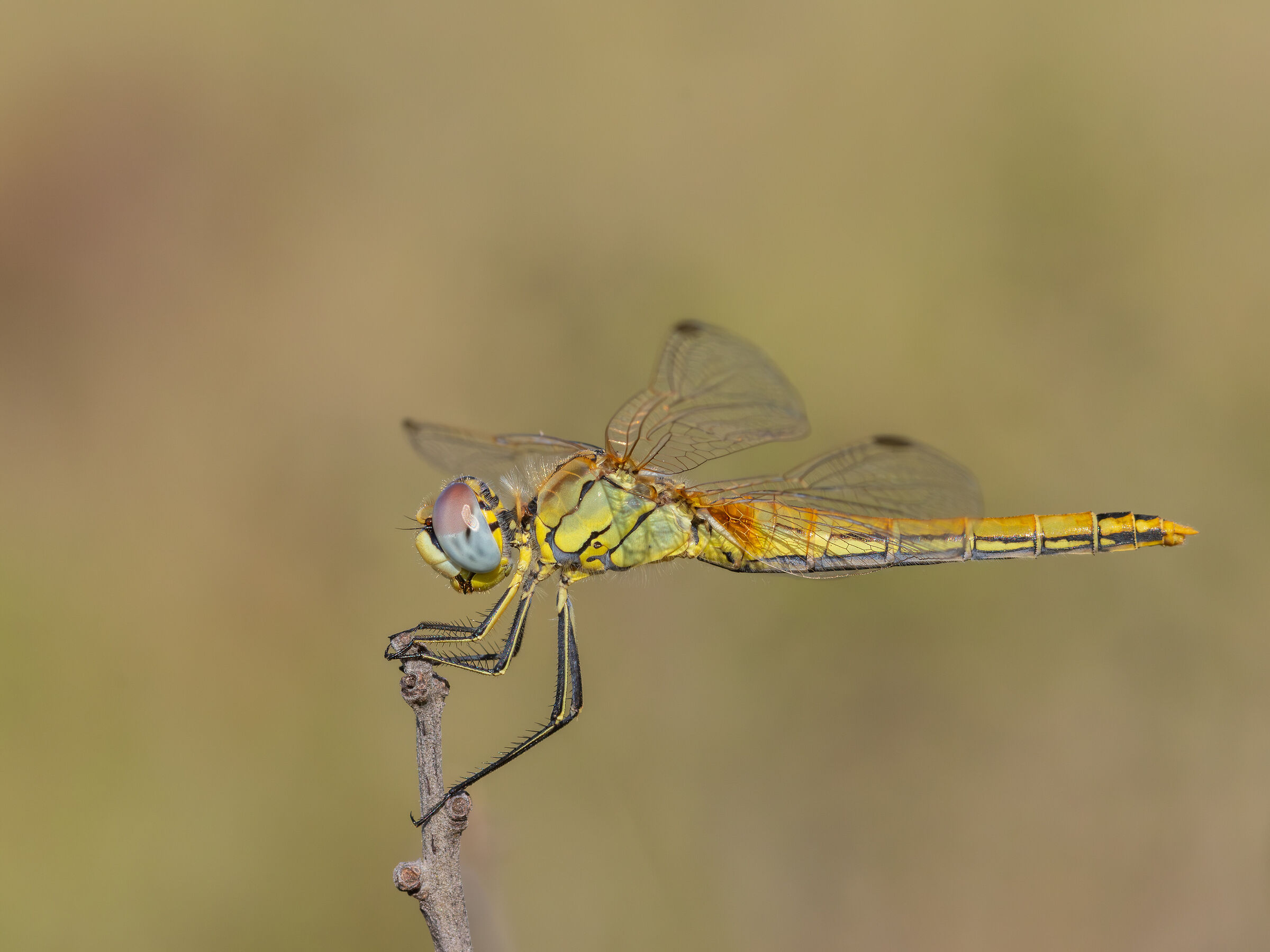 Venerosse cardinal (Sympetrum fonscolombii)