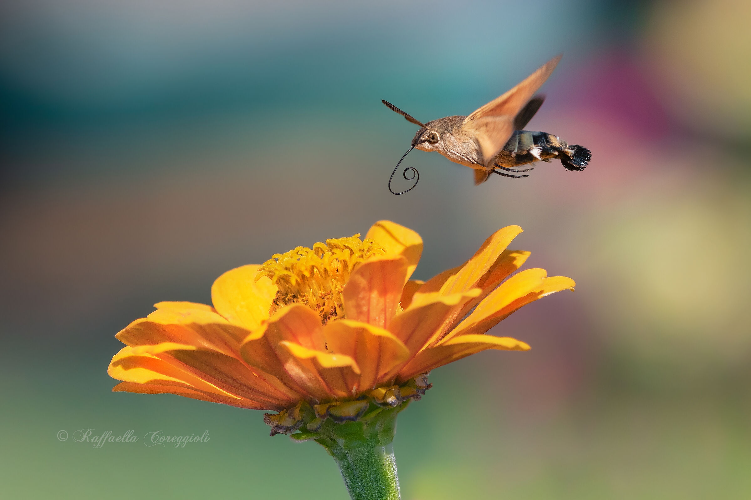 Macroglossum stellatarum