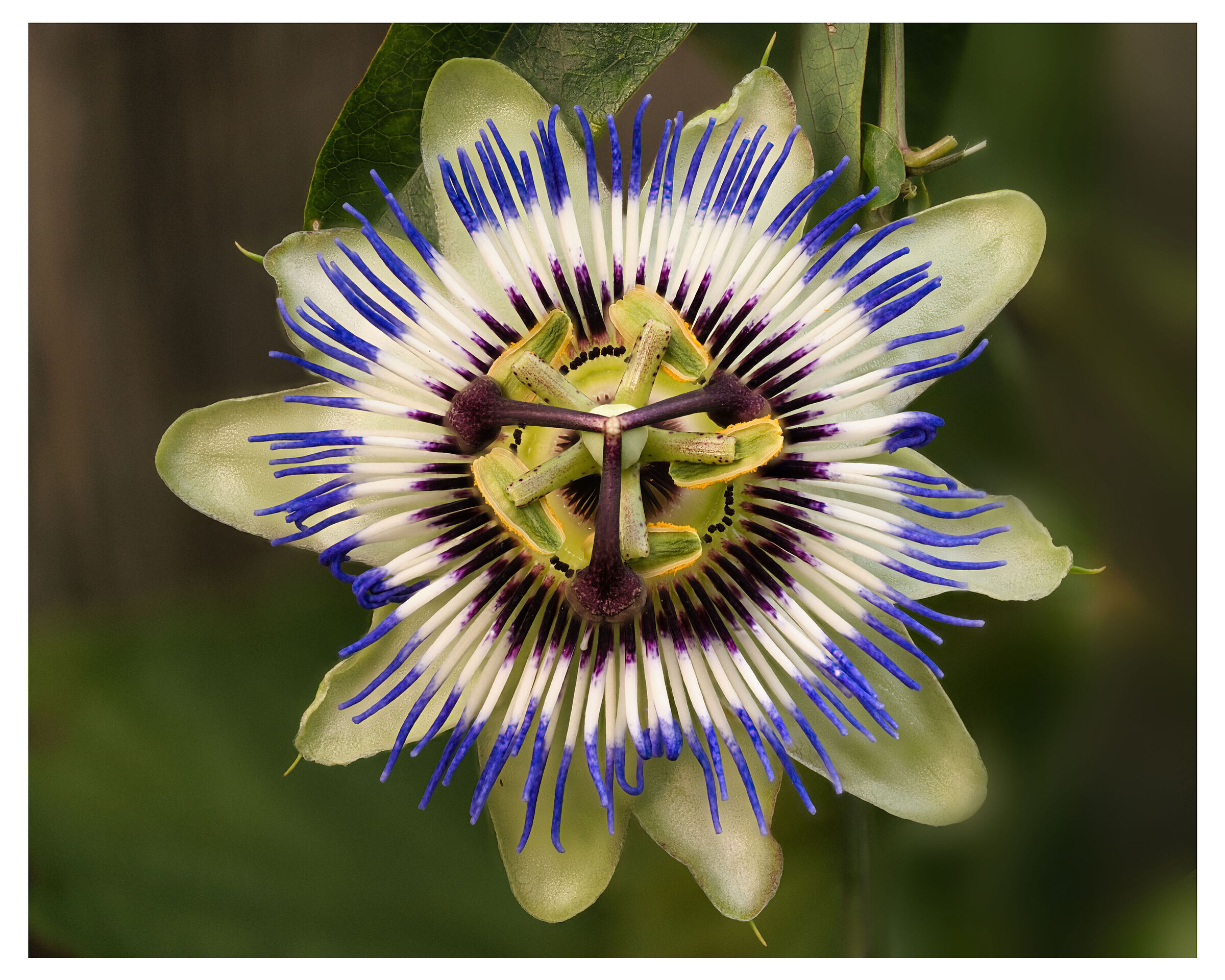 Passionflower