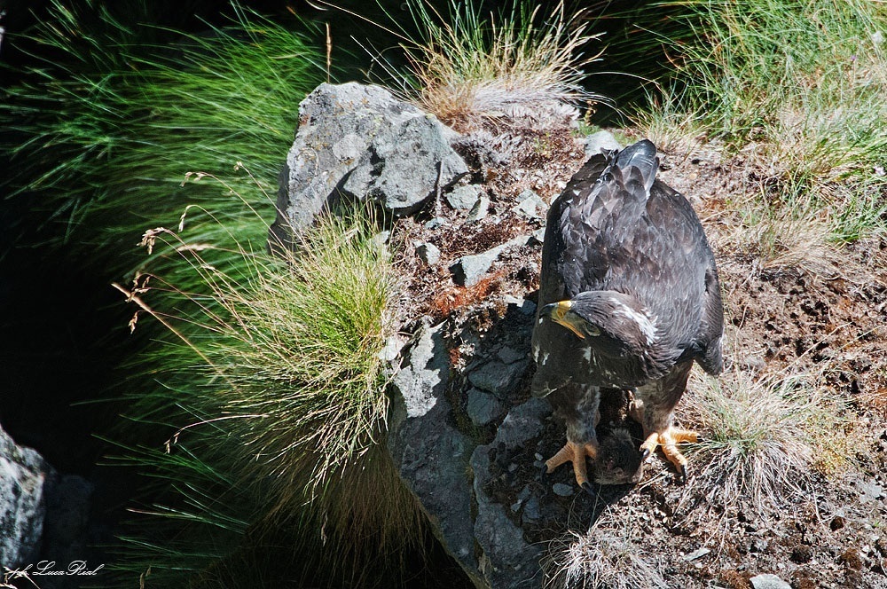 Golden Eagle - Golden Eagle