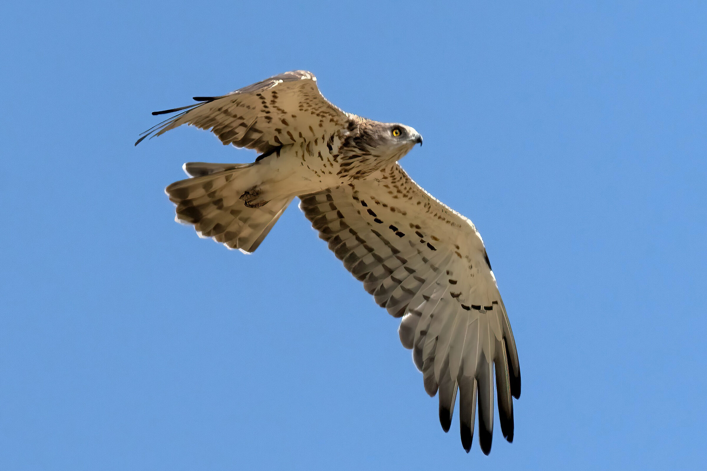Biancone o Aquila dei serpenti (Circaetus gallicus)