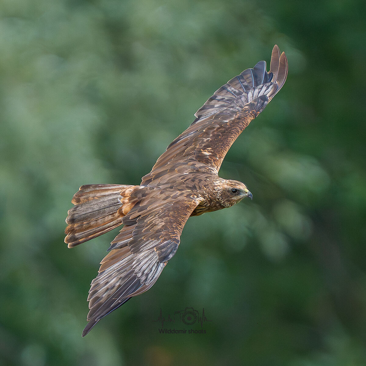 Marsh Harrier