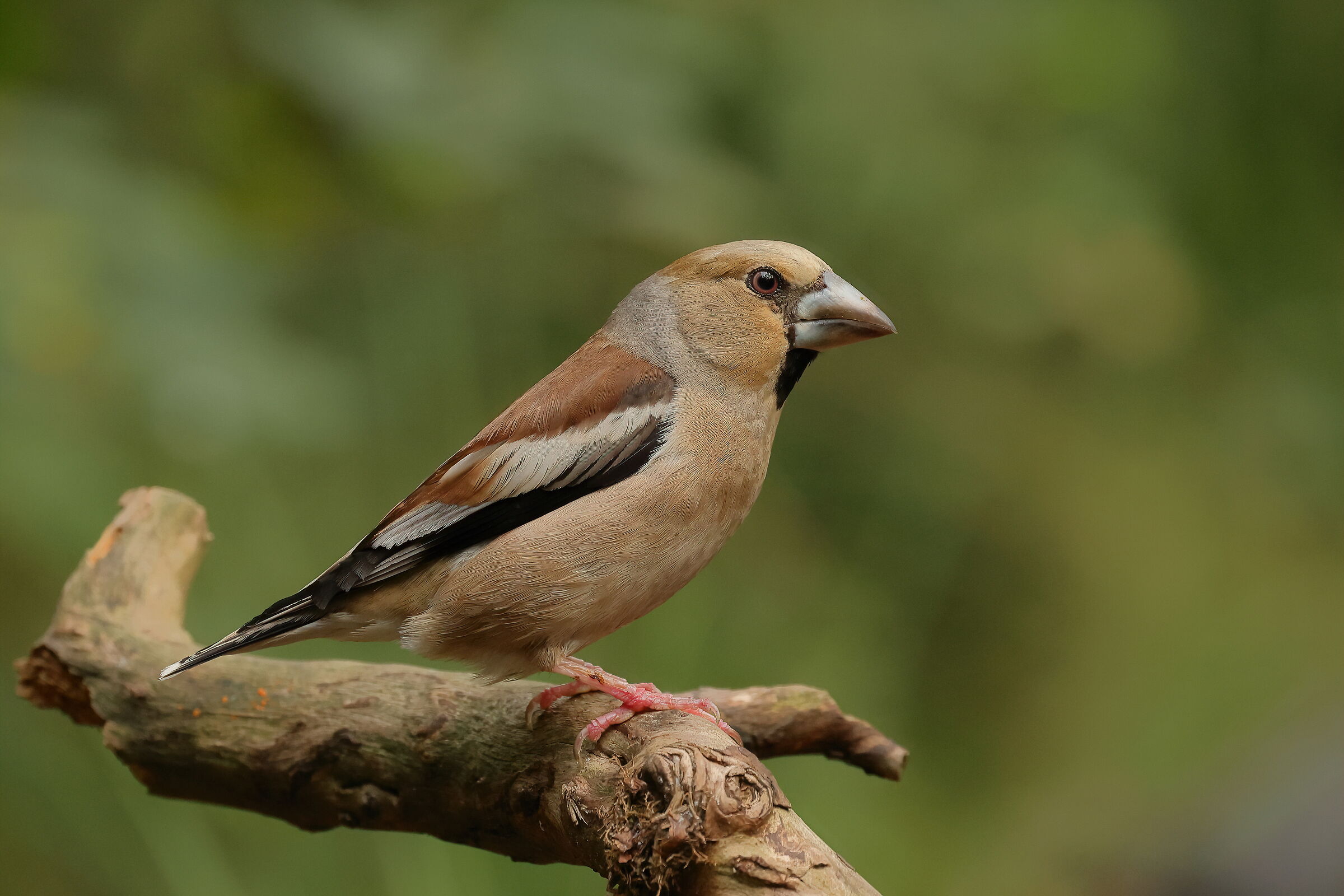 Hawfinch