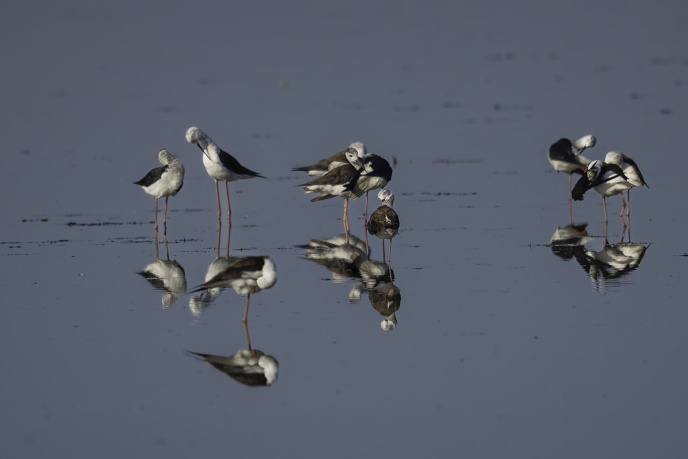 Black-winged Stilts