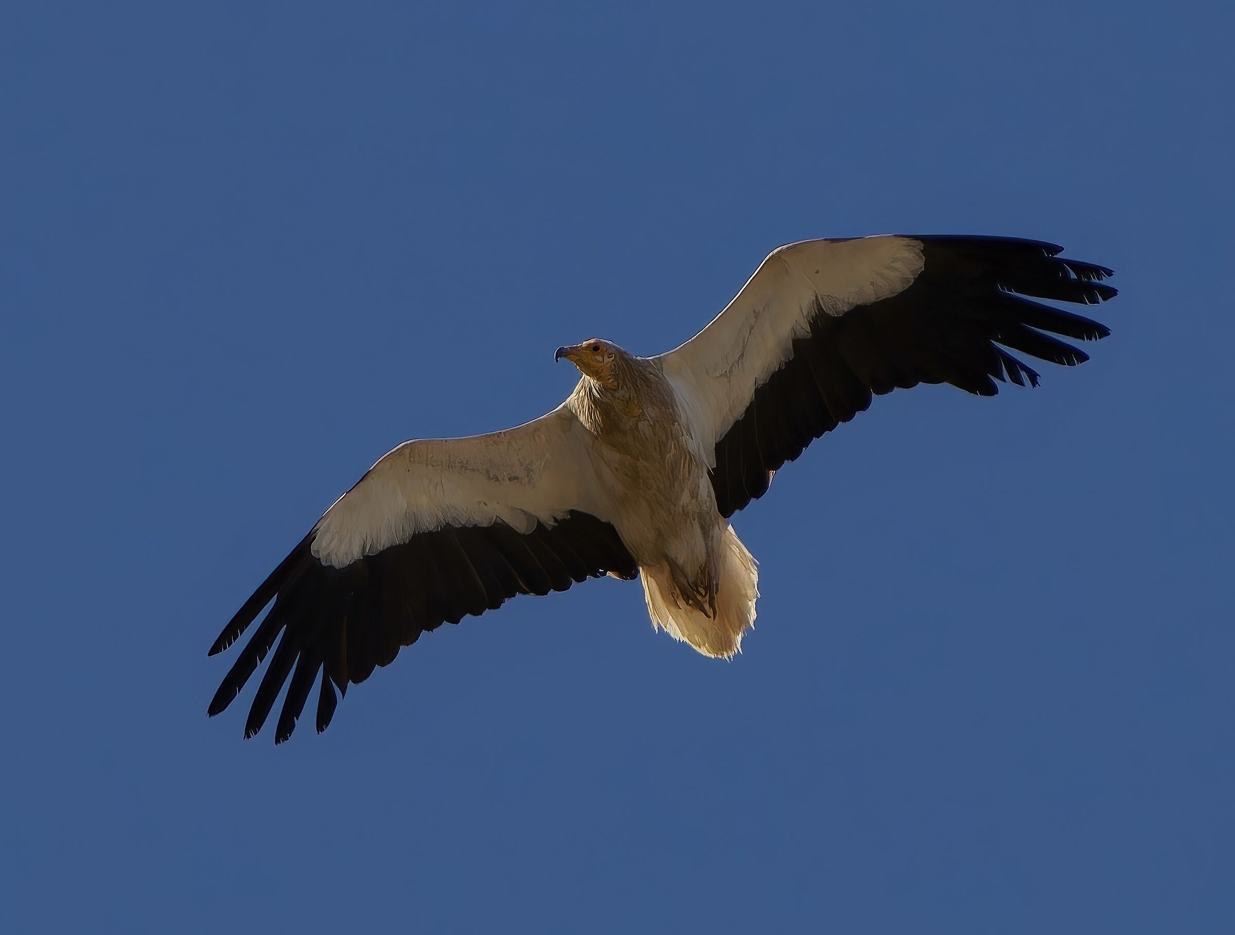 White scavenger vulture
