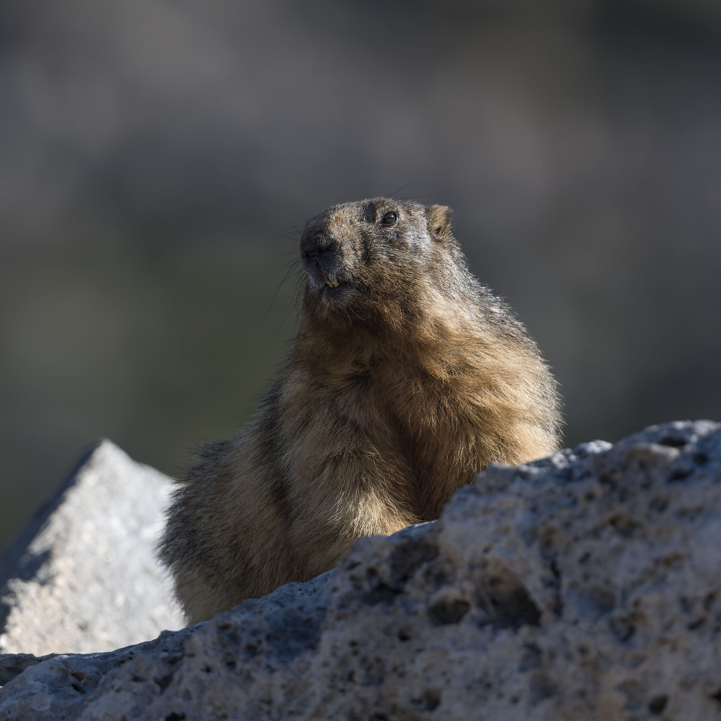 Marmot - Gran Paradiso National Park