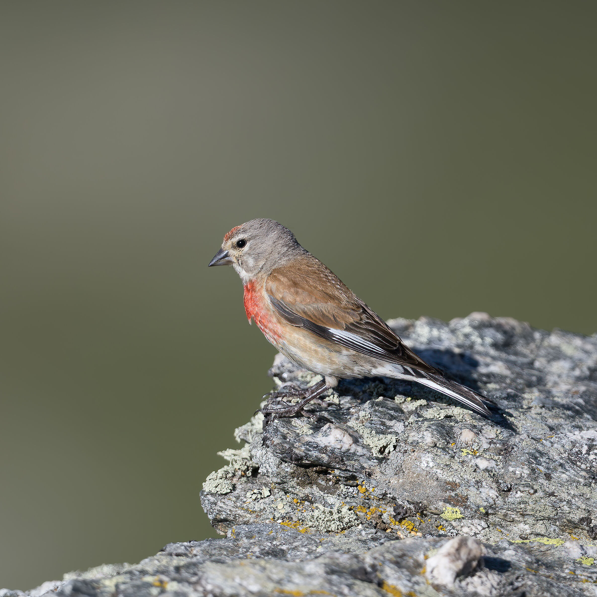 Linnet - Gran Paradiso National Park