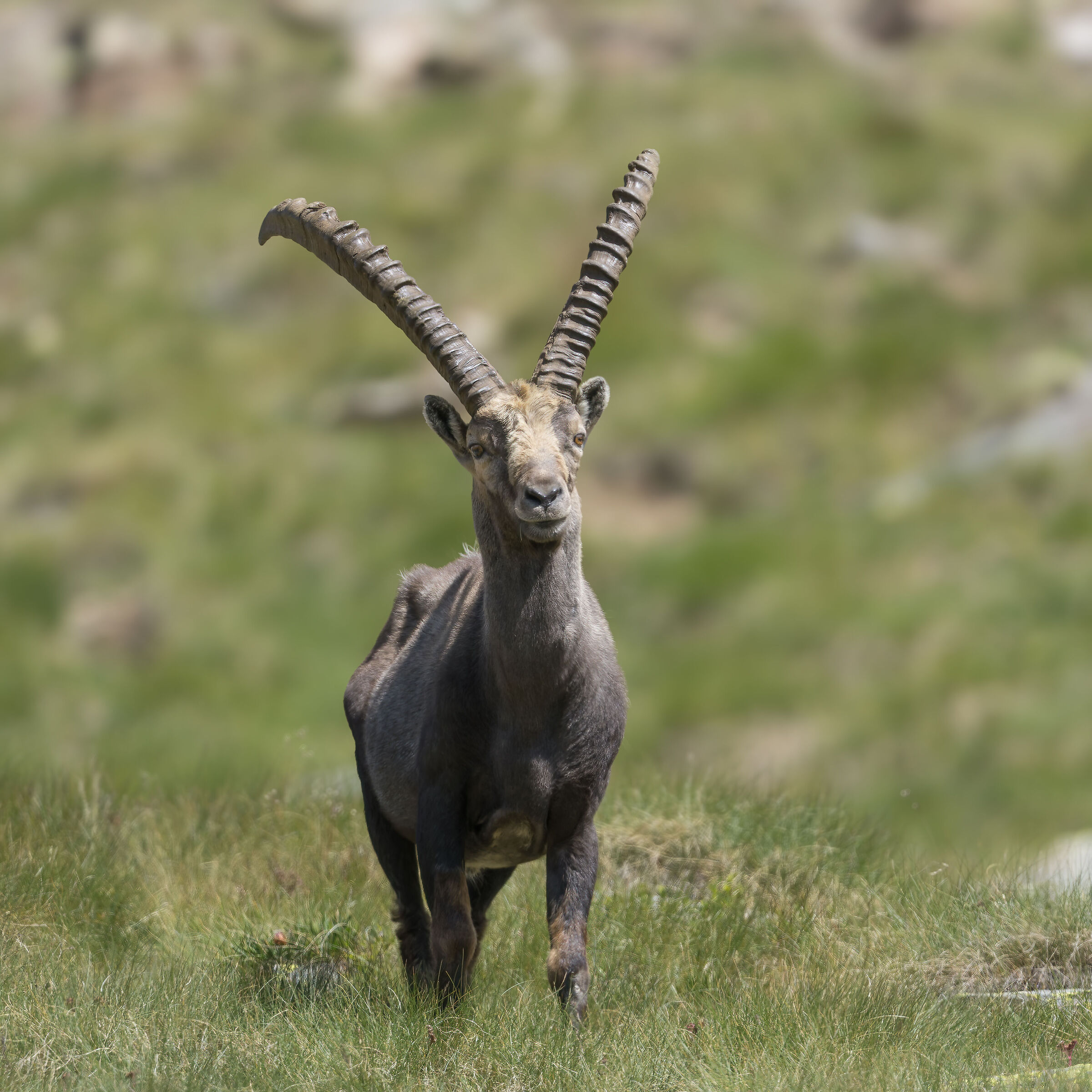 ibex - Gran Paradiso National Park