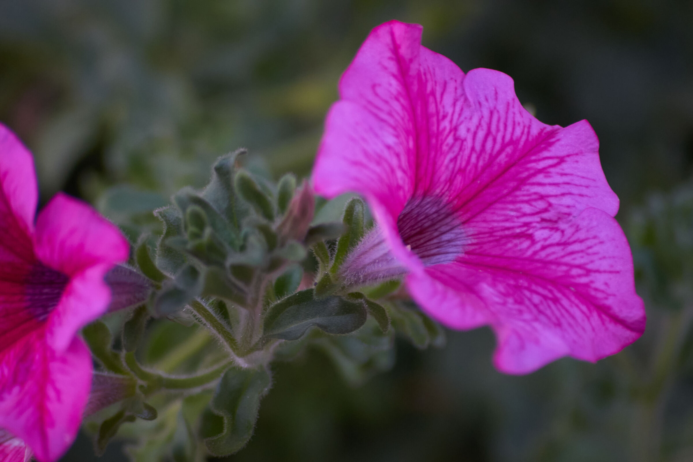 Purple Flower Macro 3
