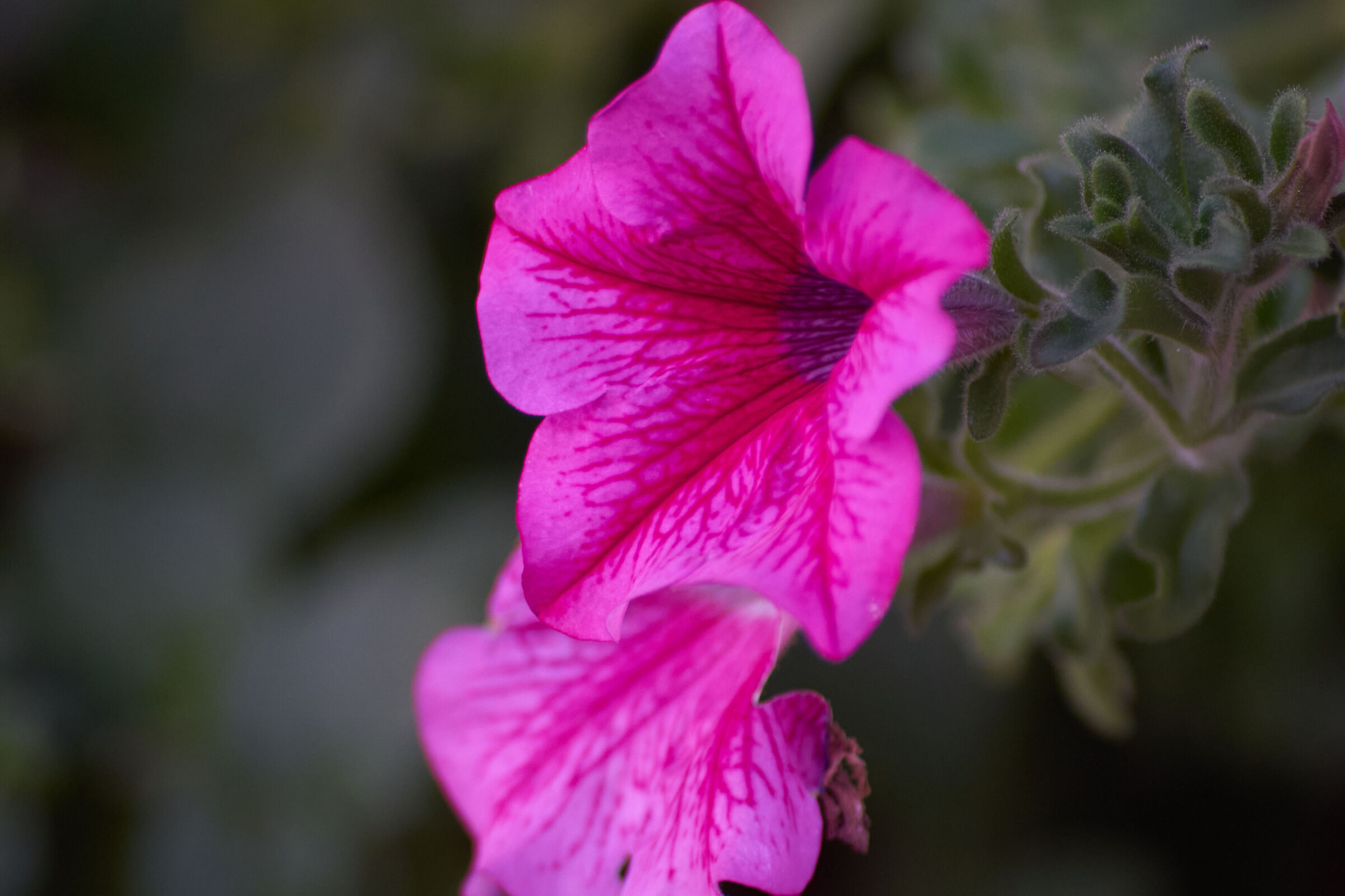 Purple Flower Macro 4