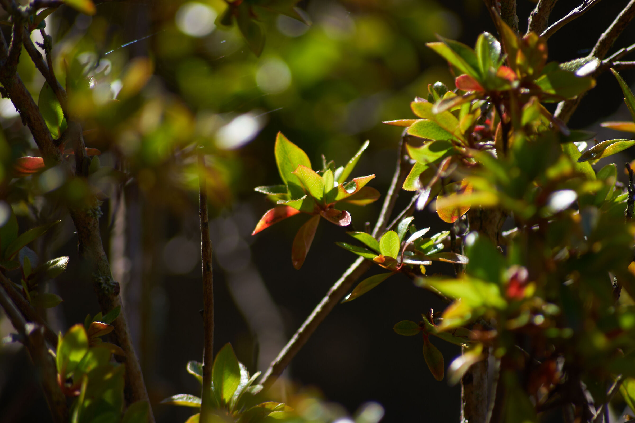 leaves in sunlight 2
