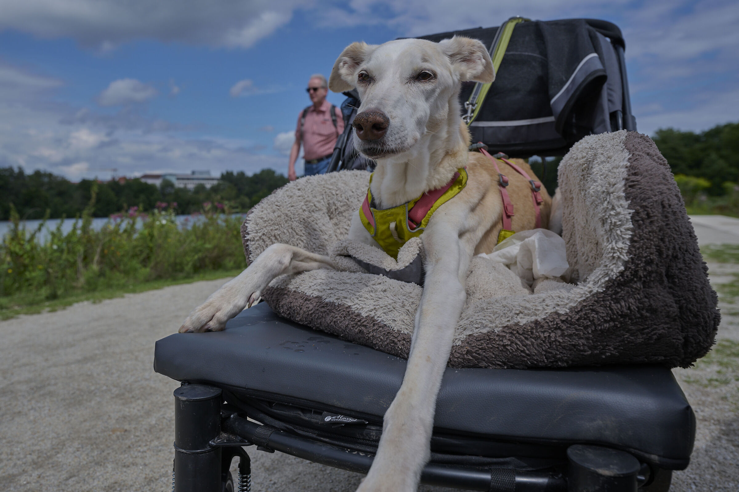 Being an old dog ...