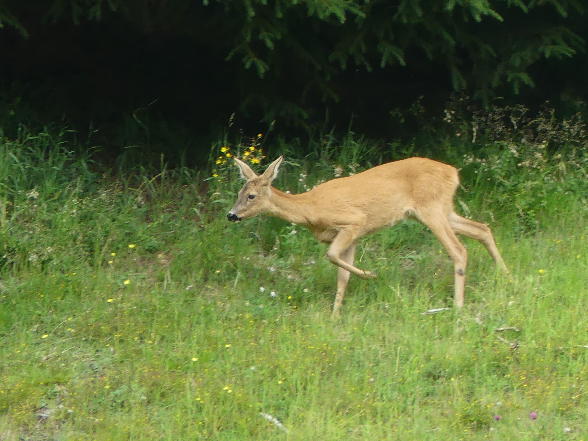 In the meadows of Casere