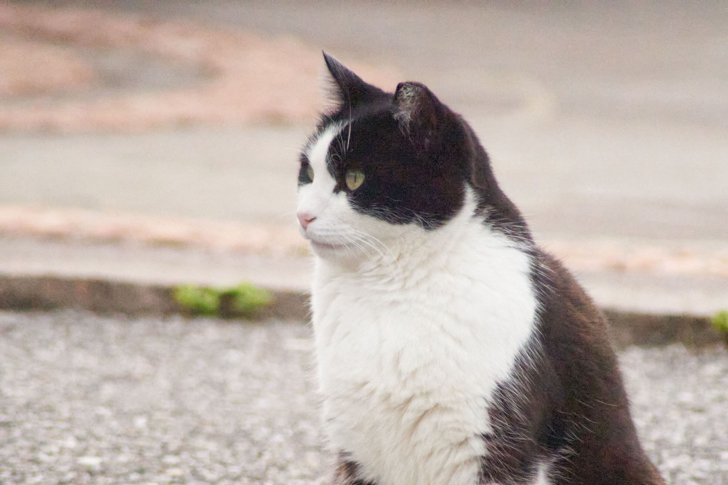 Cat ISO 600mm High 1