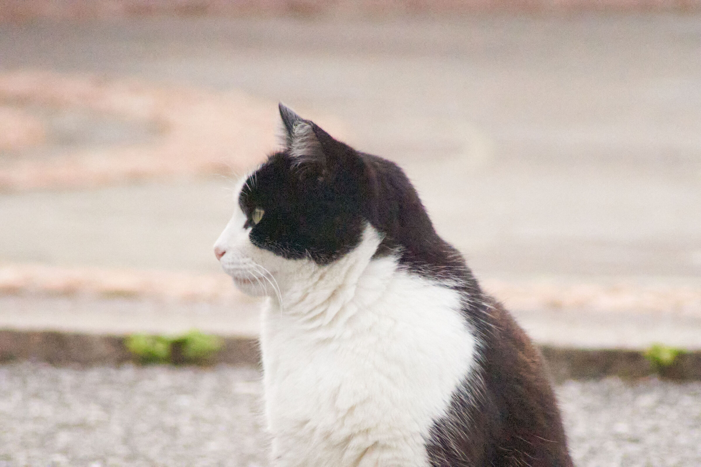 Cat ISO 600mm High 2