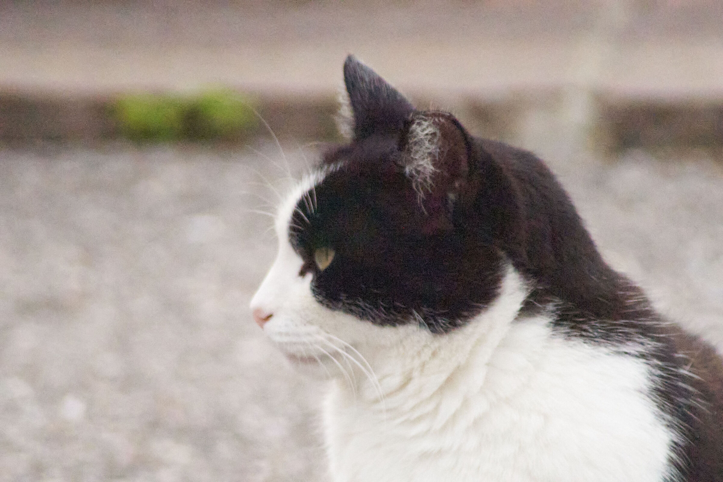 Cat ISO 600mm Tall 3