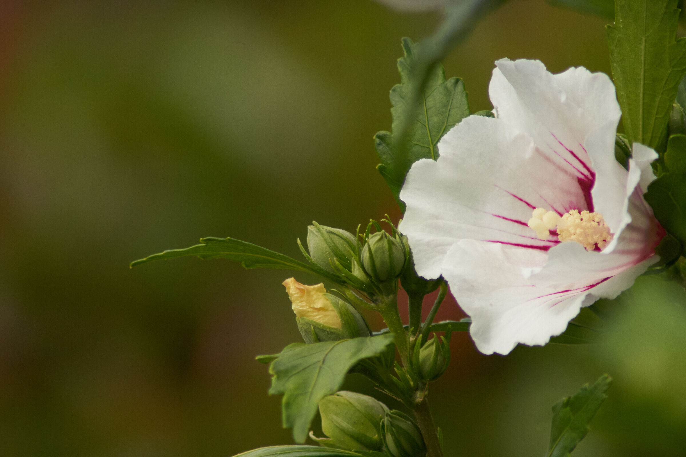 macro white flower with red interior