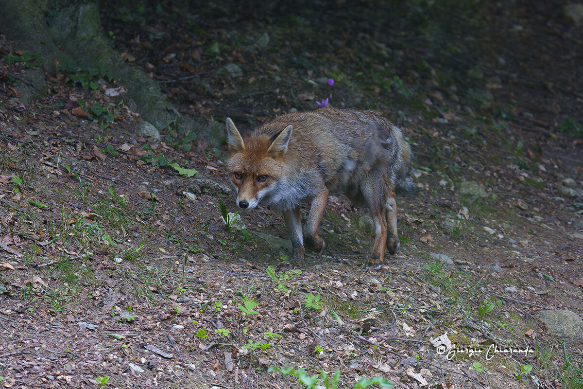 Volpe (Vulpes vulpes)