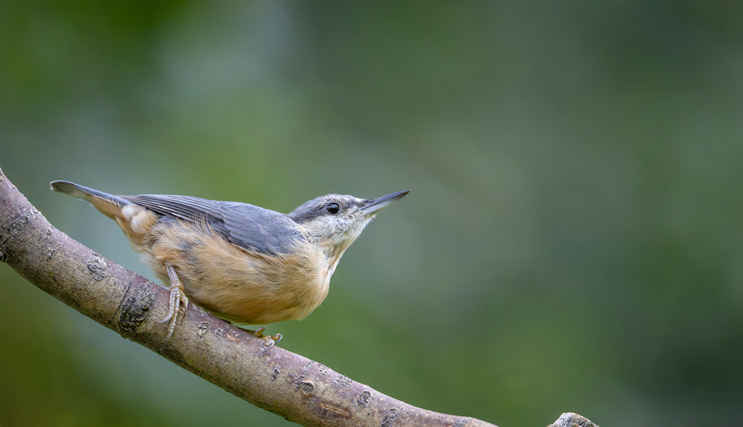 Wood nuthatch