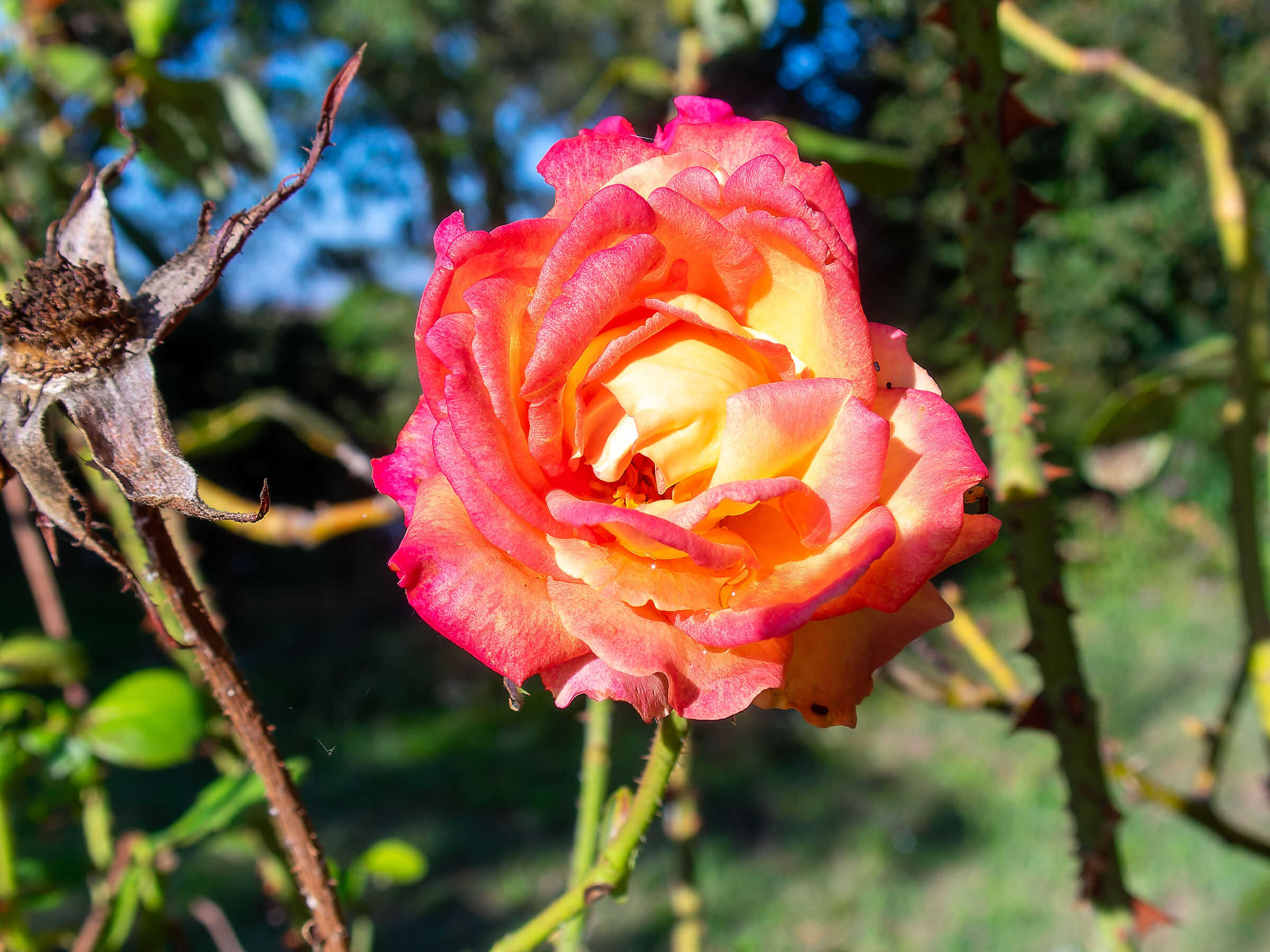 Rose rosse per teeeeeeee