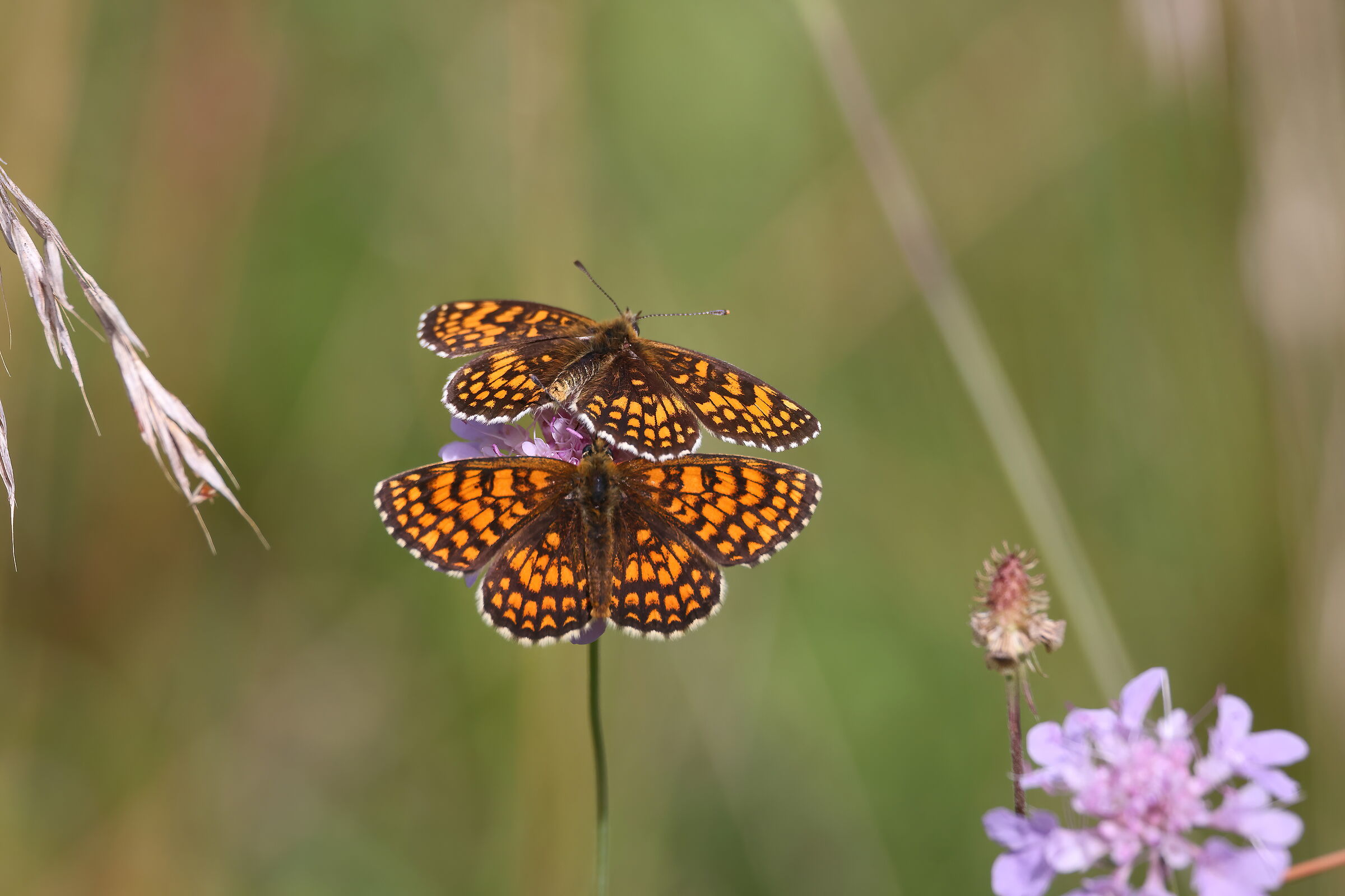 Melitaea aurelia
