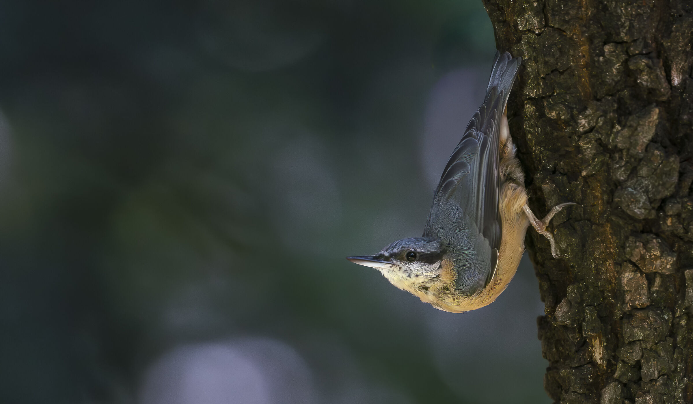 Wood nuthatch