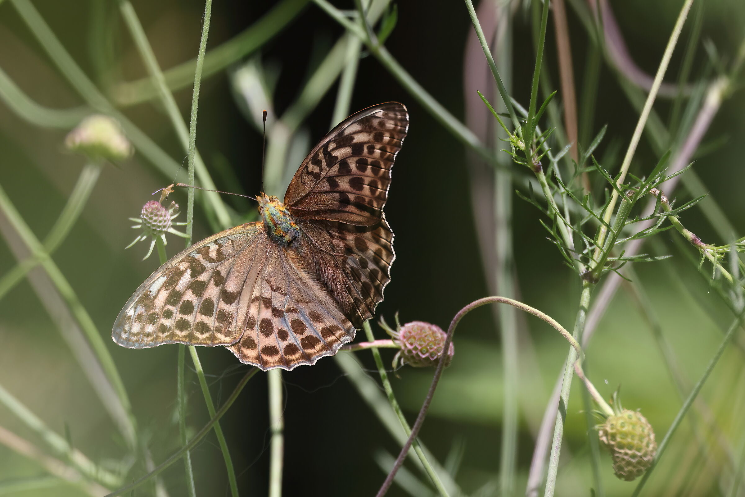 Argynnis paphia f. valesina