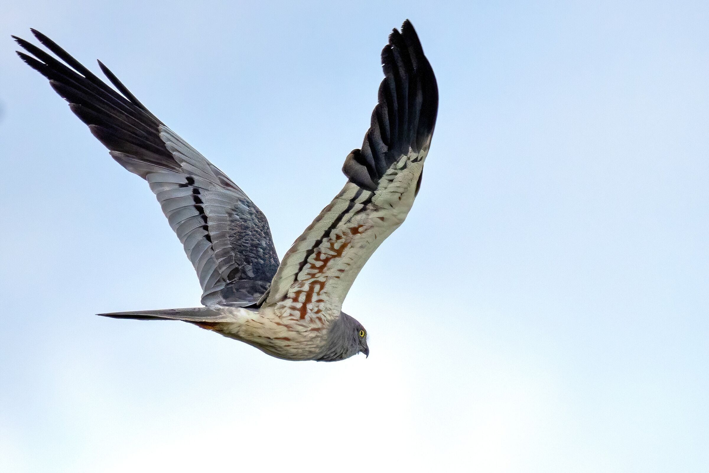 Montagu's Harrier (Circus pygargus) - male