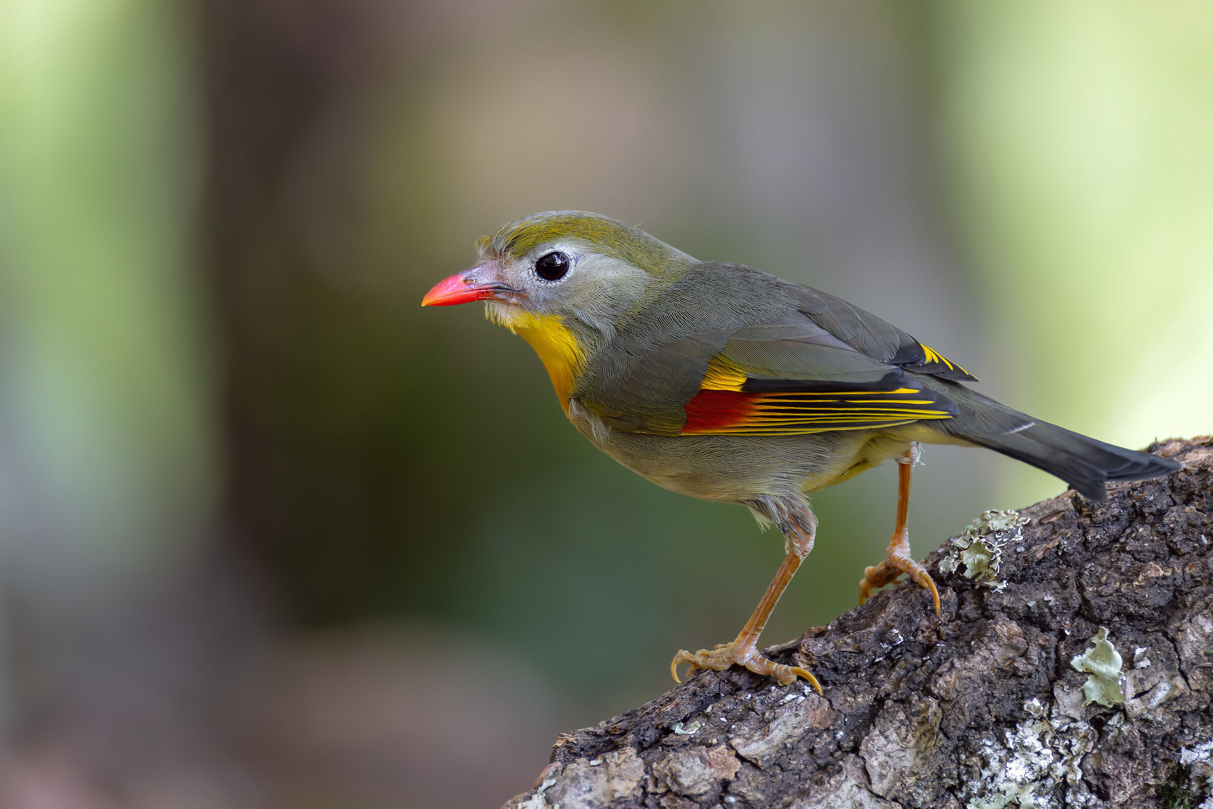 Nightingale of Japan