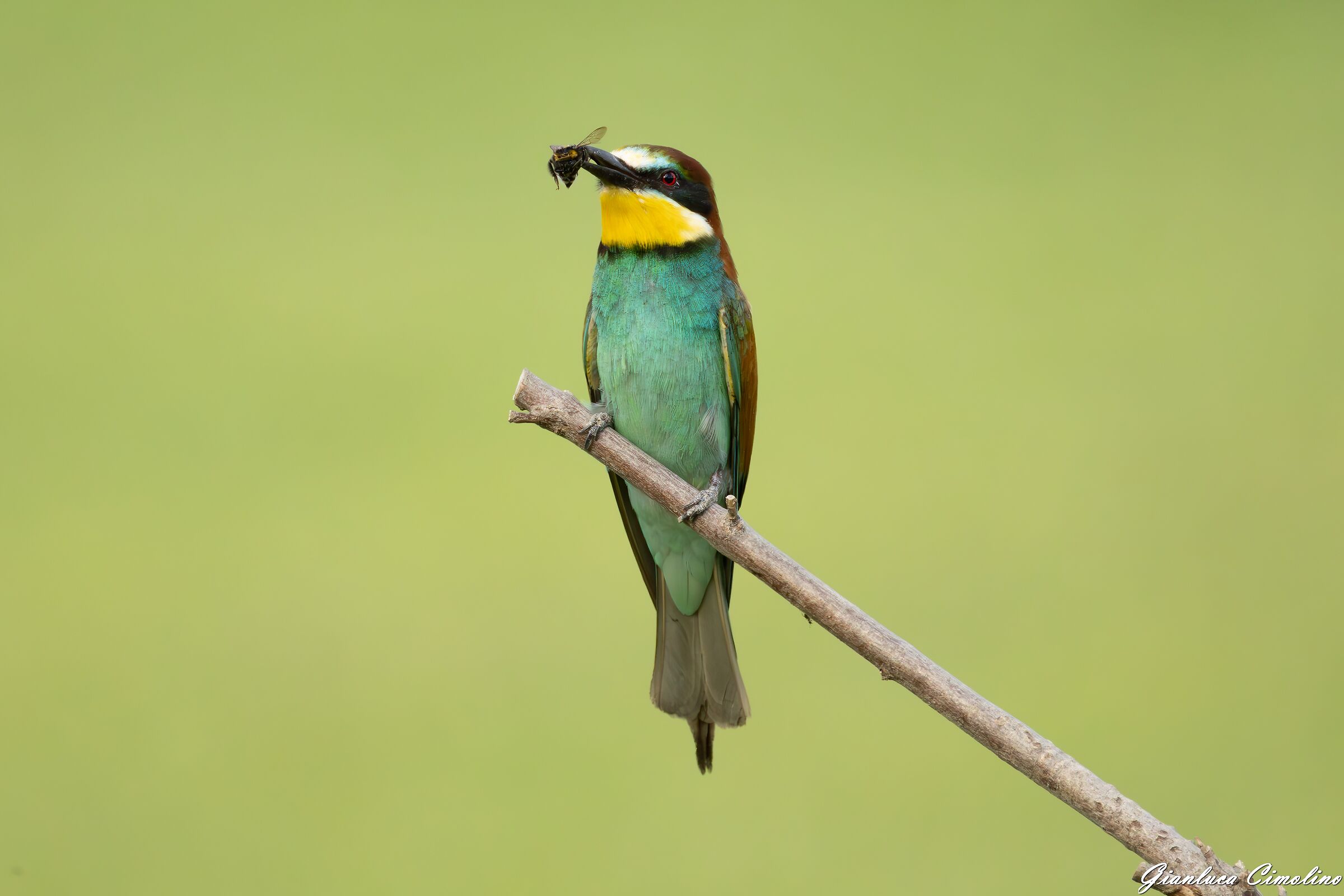 Gruccione, Merops Apiaster