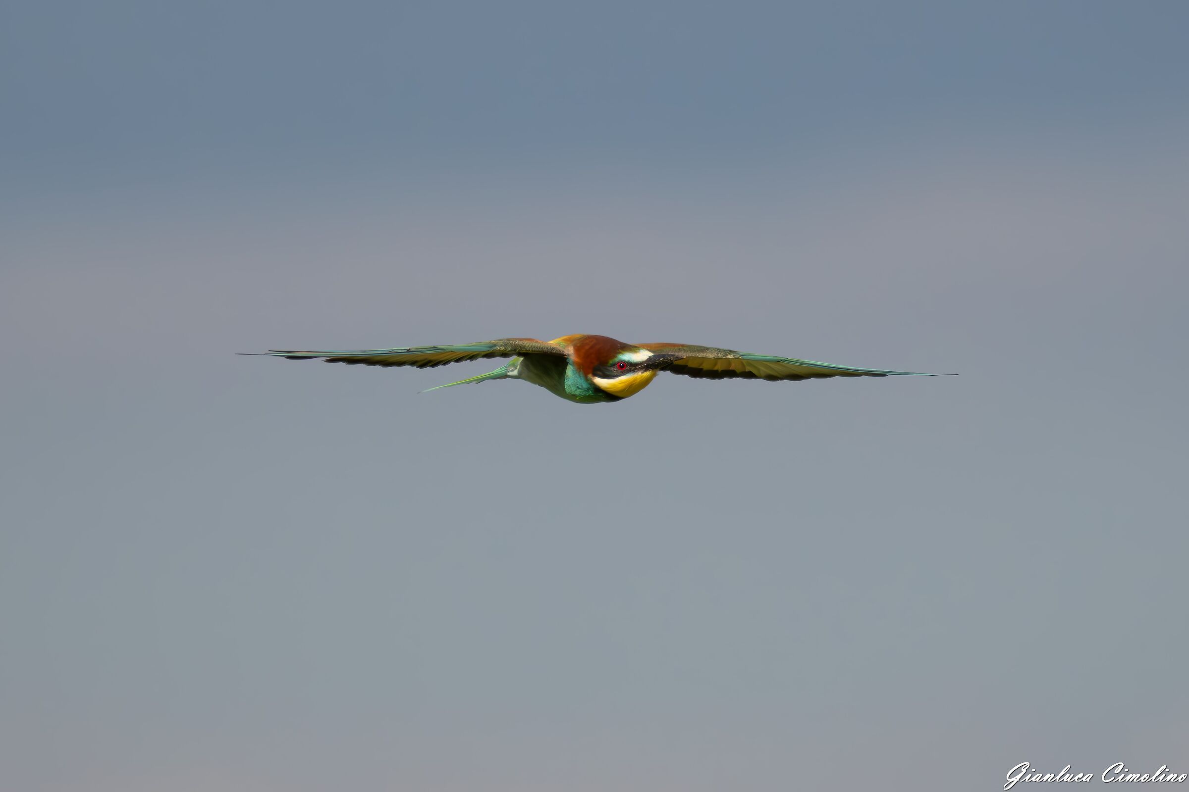 Gruccione, Merops Apiaster