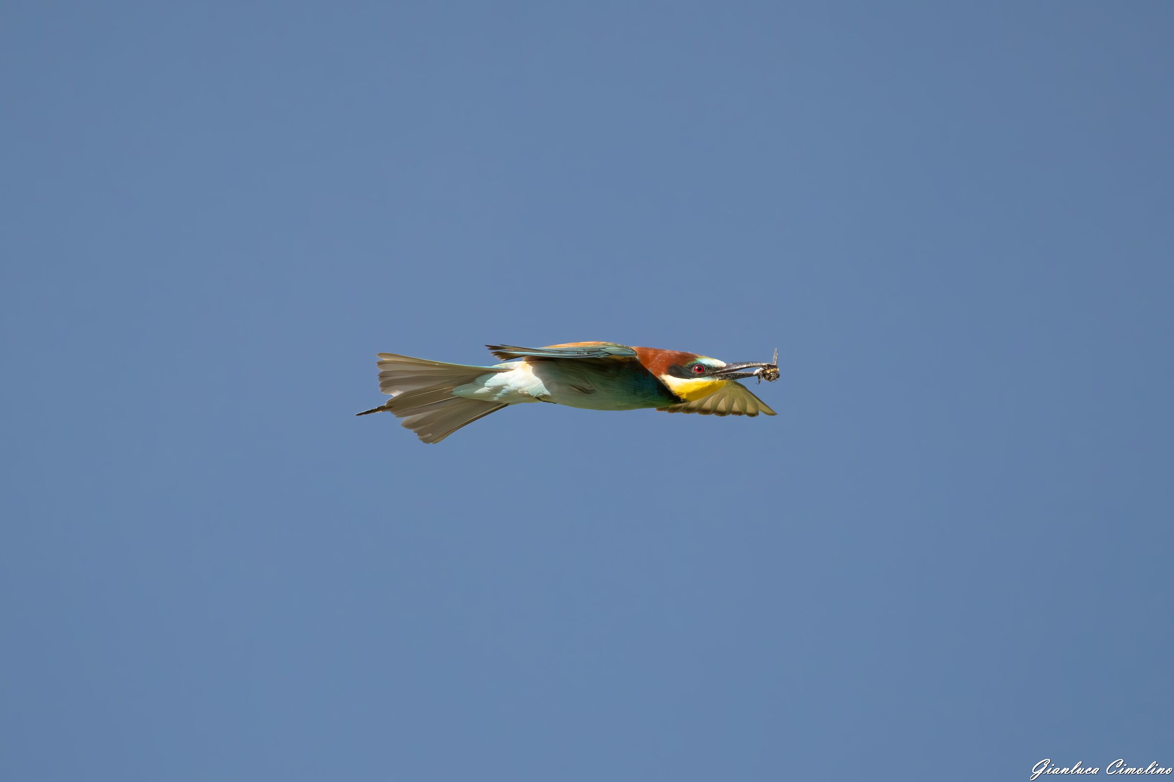 Gruccione, Merops Apiaster