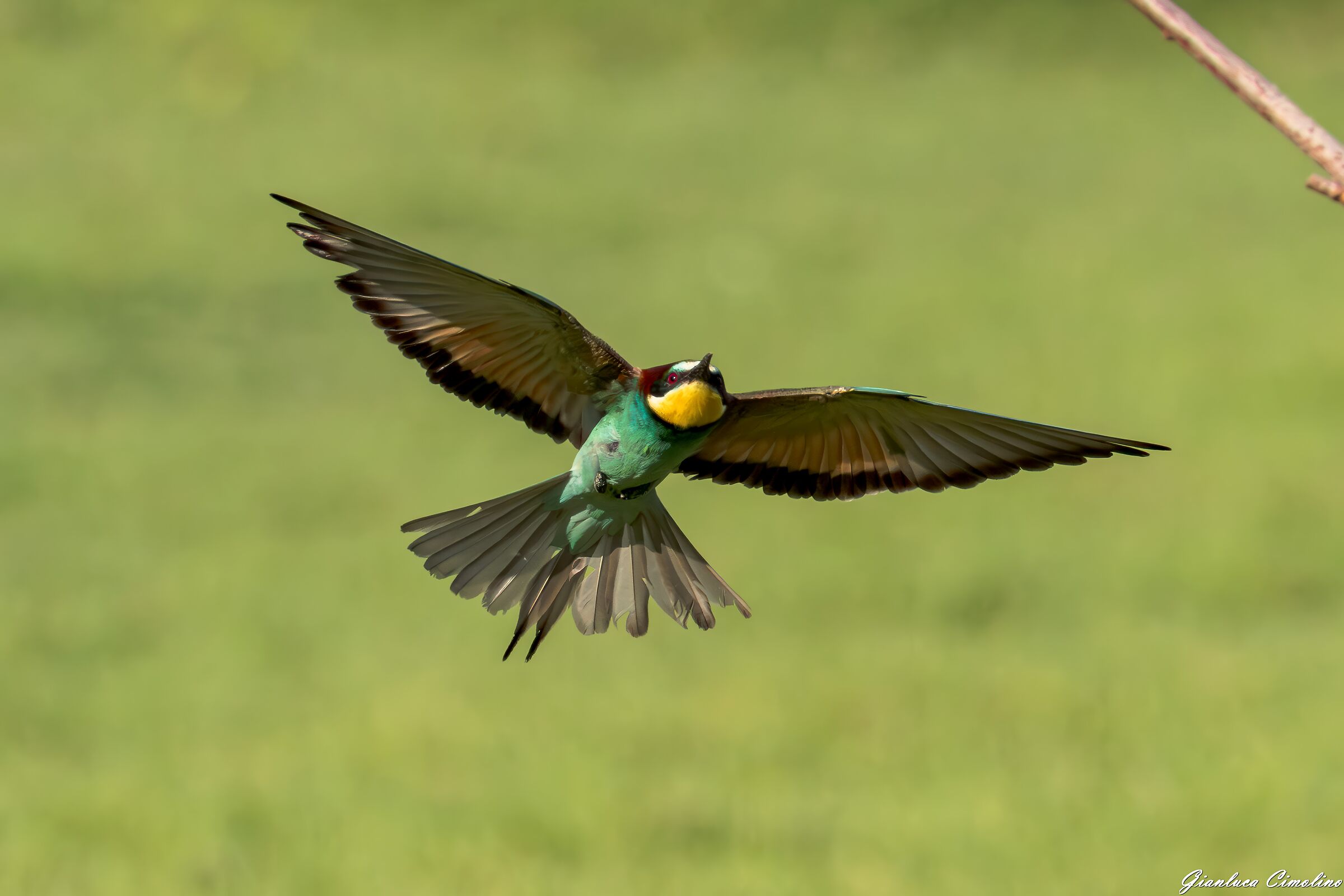 Gruccione, Merops Apiaster