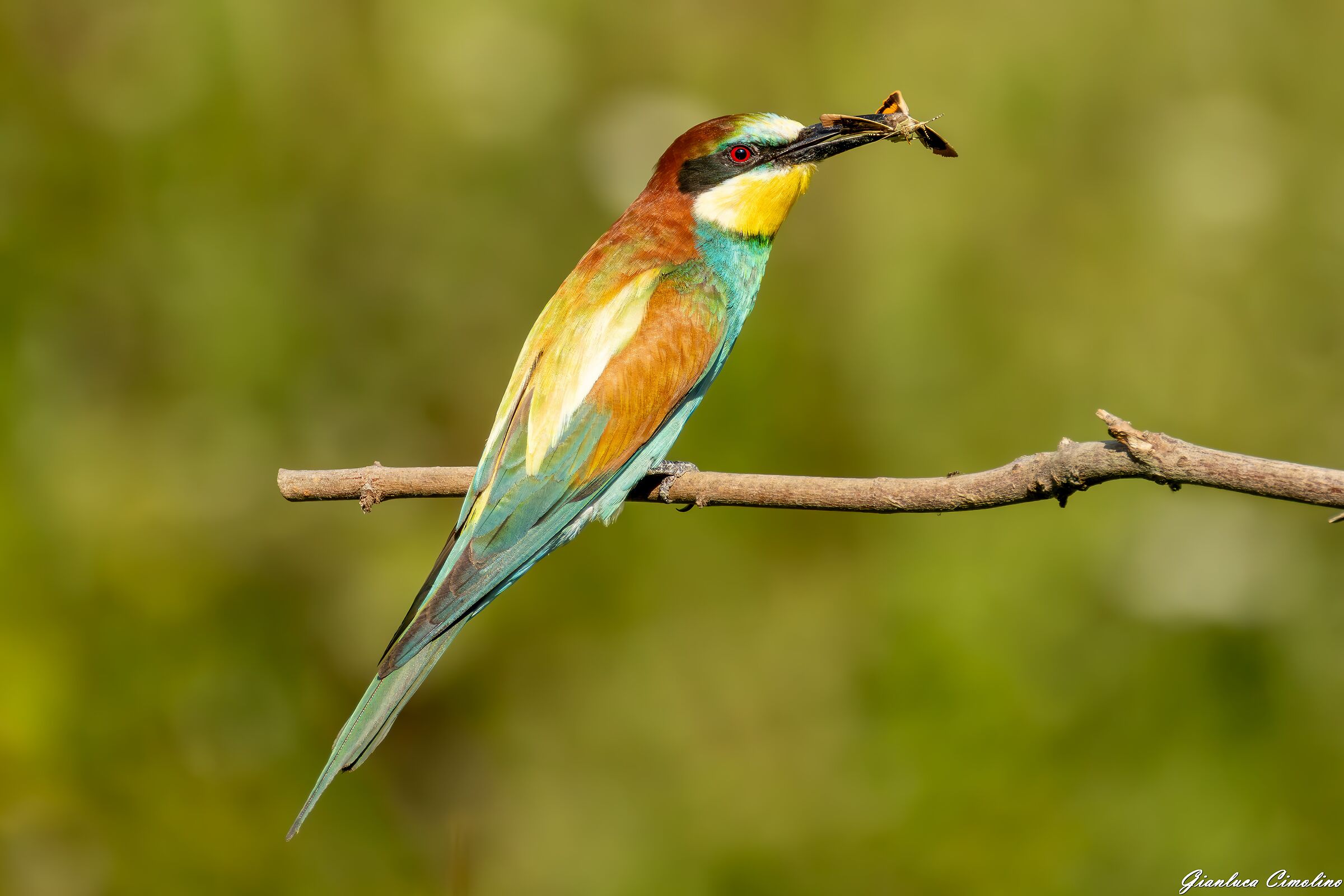 Gruccione, Merops Apiaster