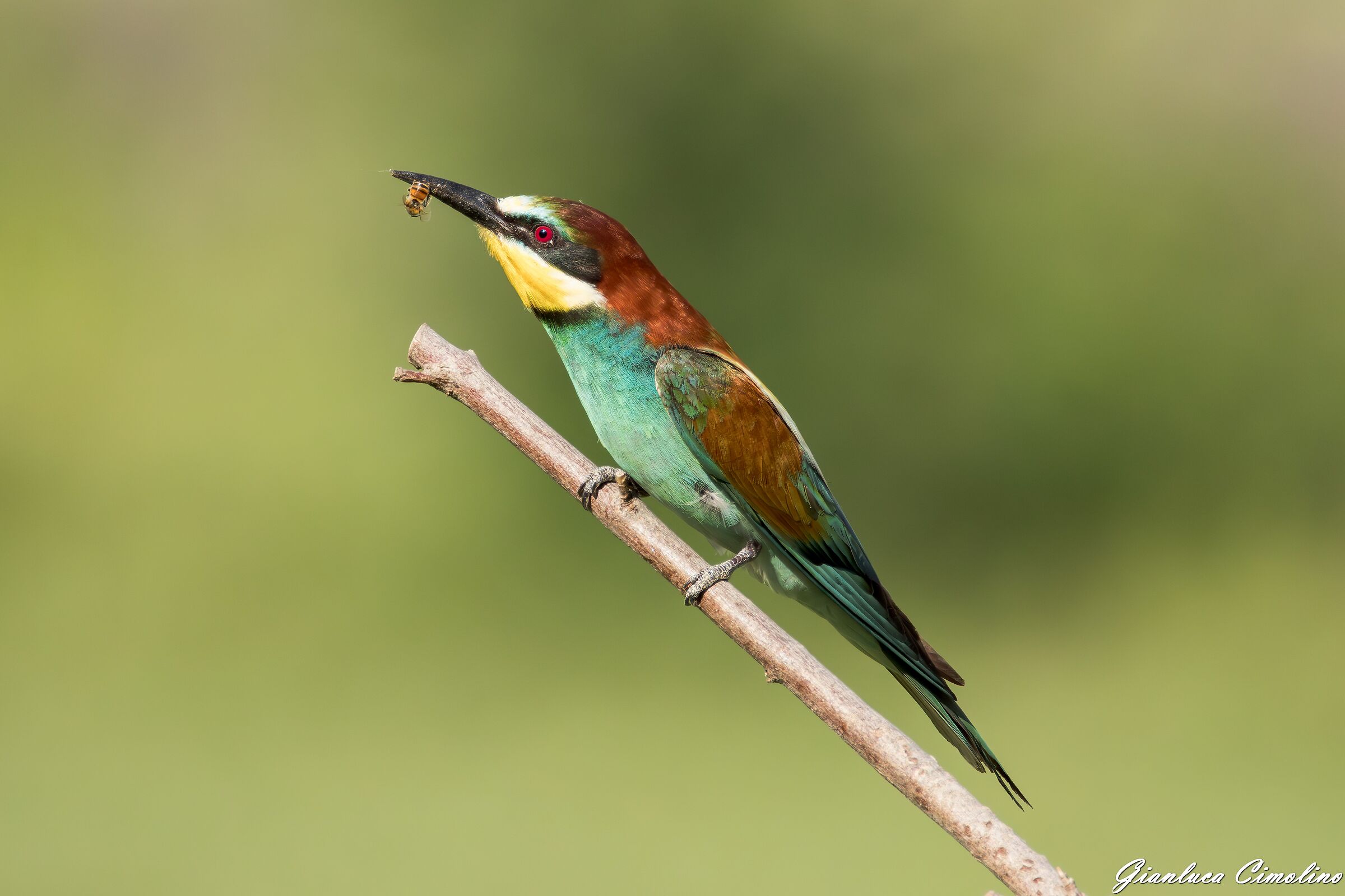 Gruccione, Merops Apiaster