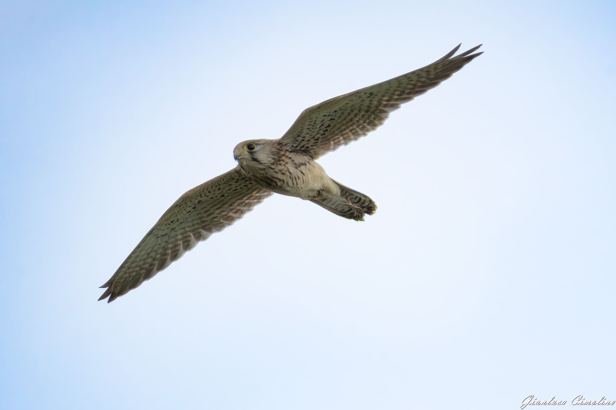 Gheppio, Falco Tinnunculus