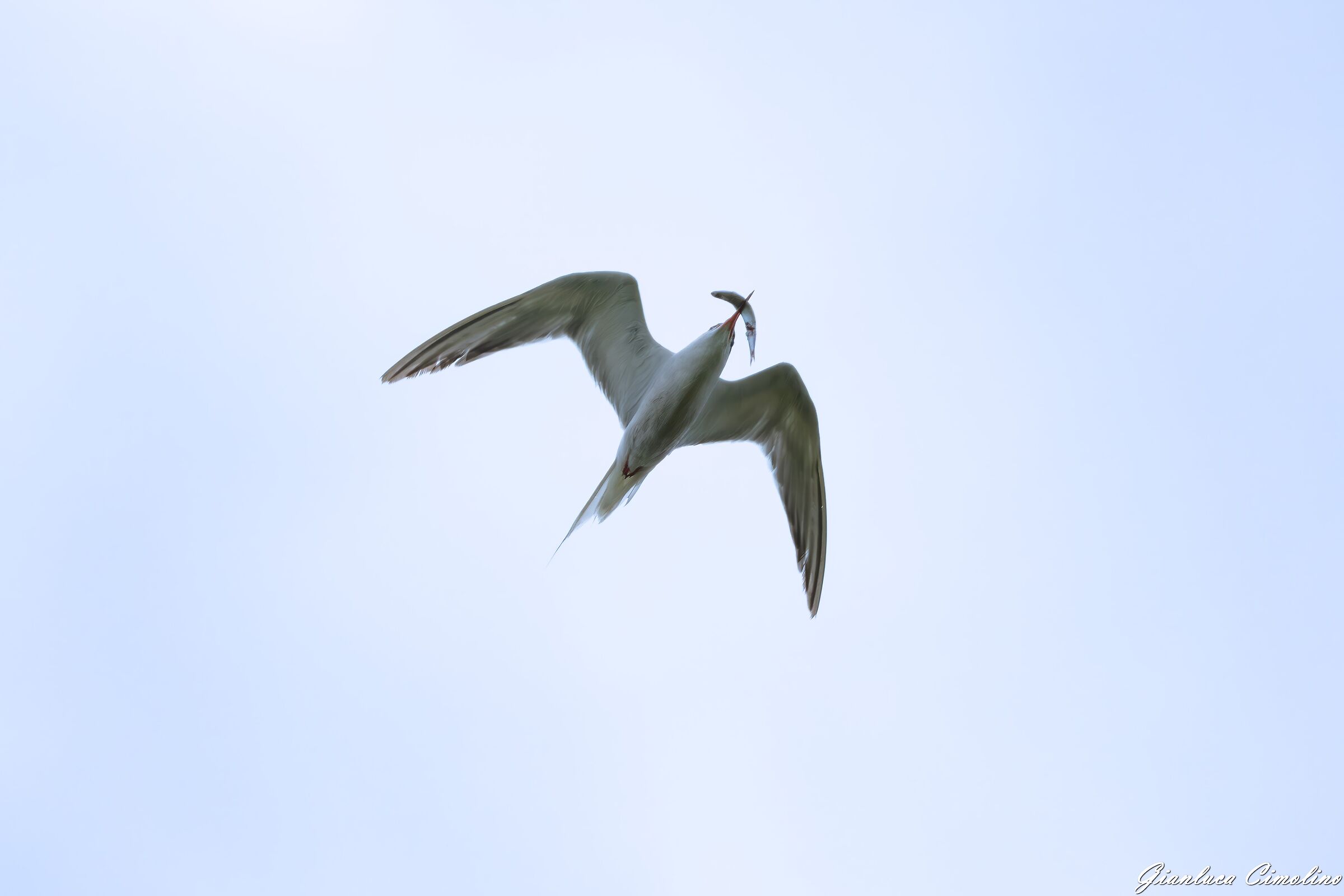 Sterna Comune, Sterna Hirundo