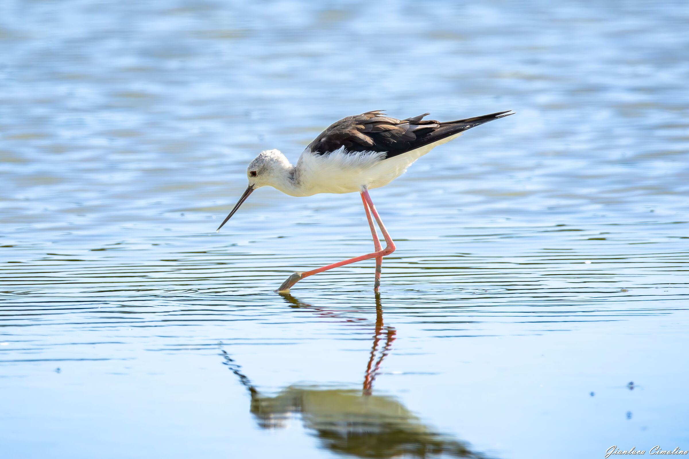 Cavaliere D'Italia, Himantopus Himantopus