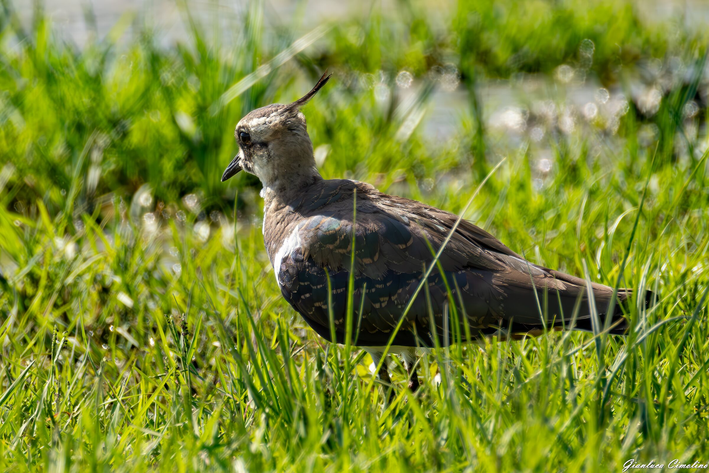 Pavoncella, Vanellus Vanellus vanellusanellus