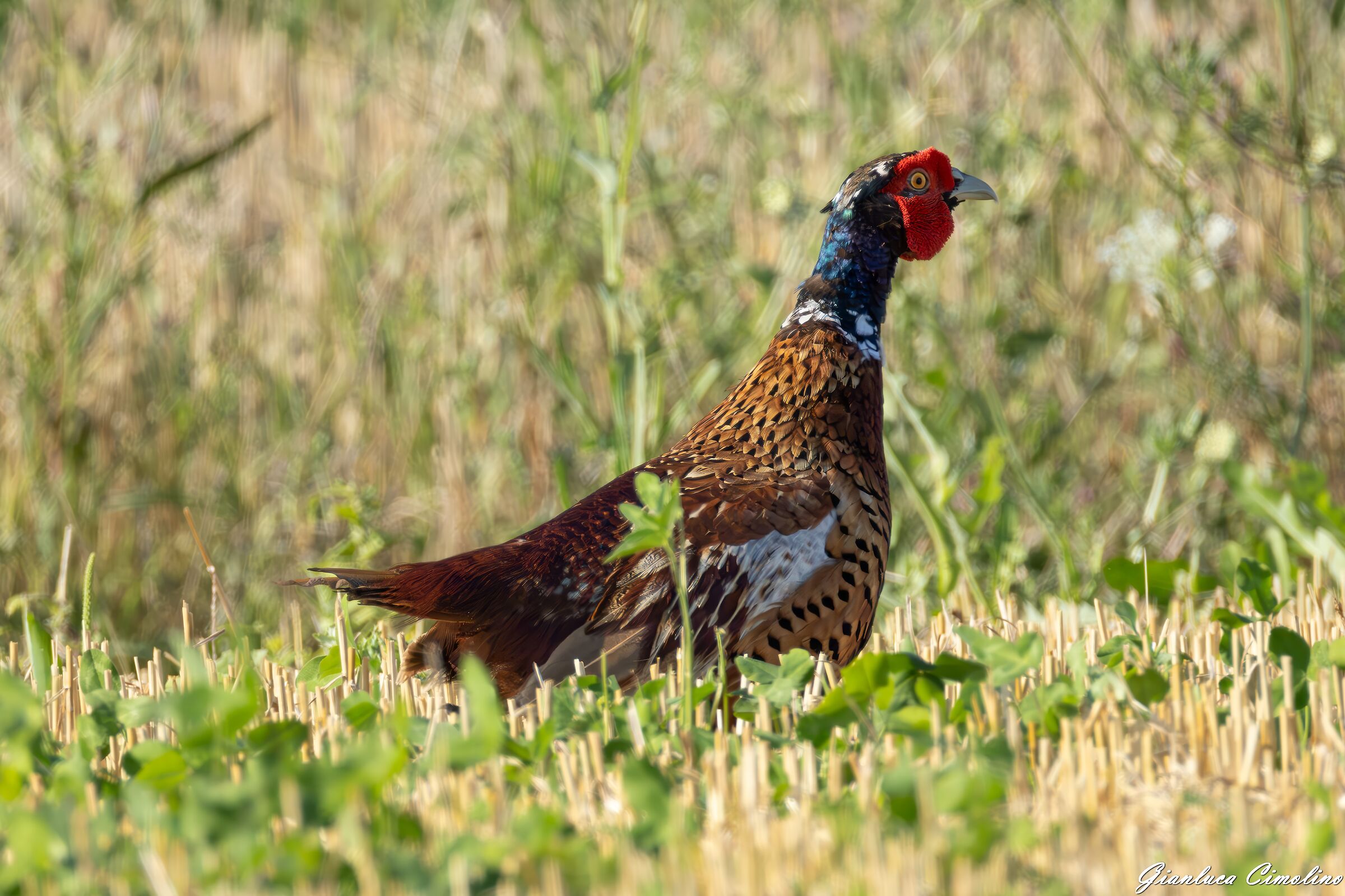 Fagiano Comune, Phasianus Colchicus