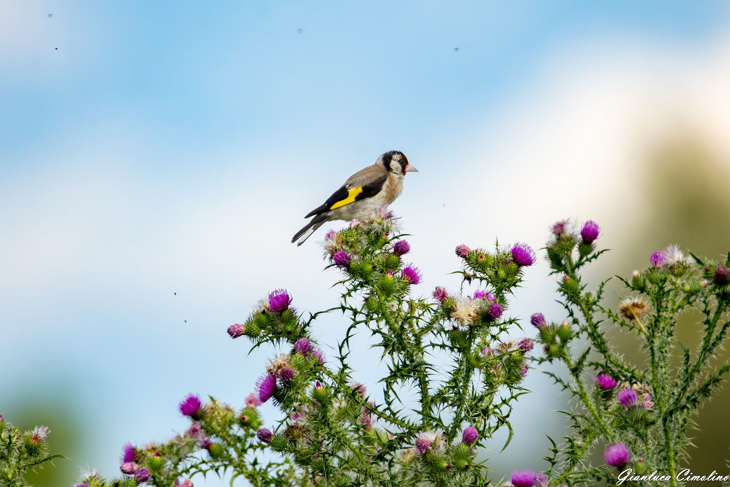 Cardellino, Carduelis Carduelis