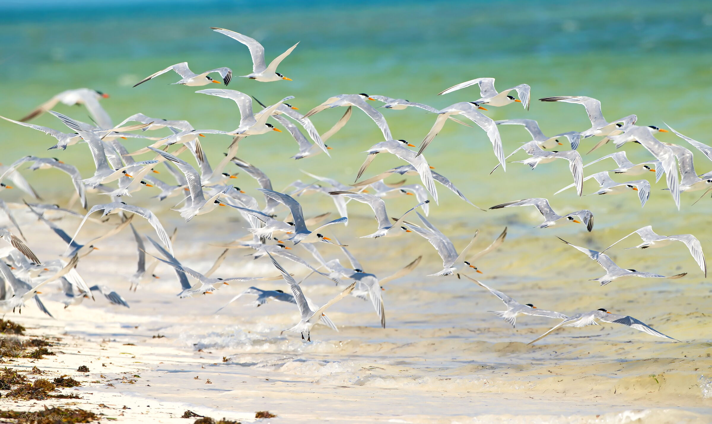 Ruppel's Tern (Thalasseus bengalansis)