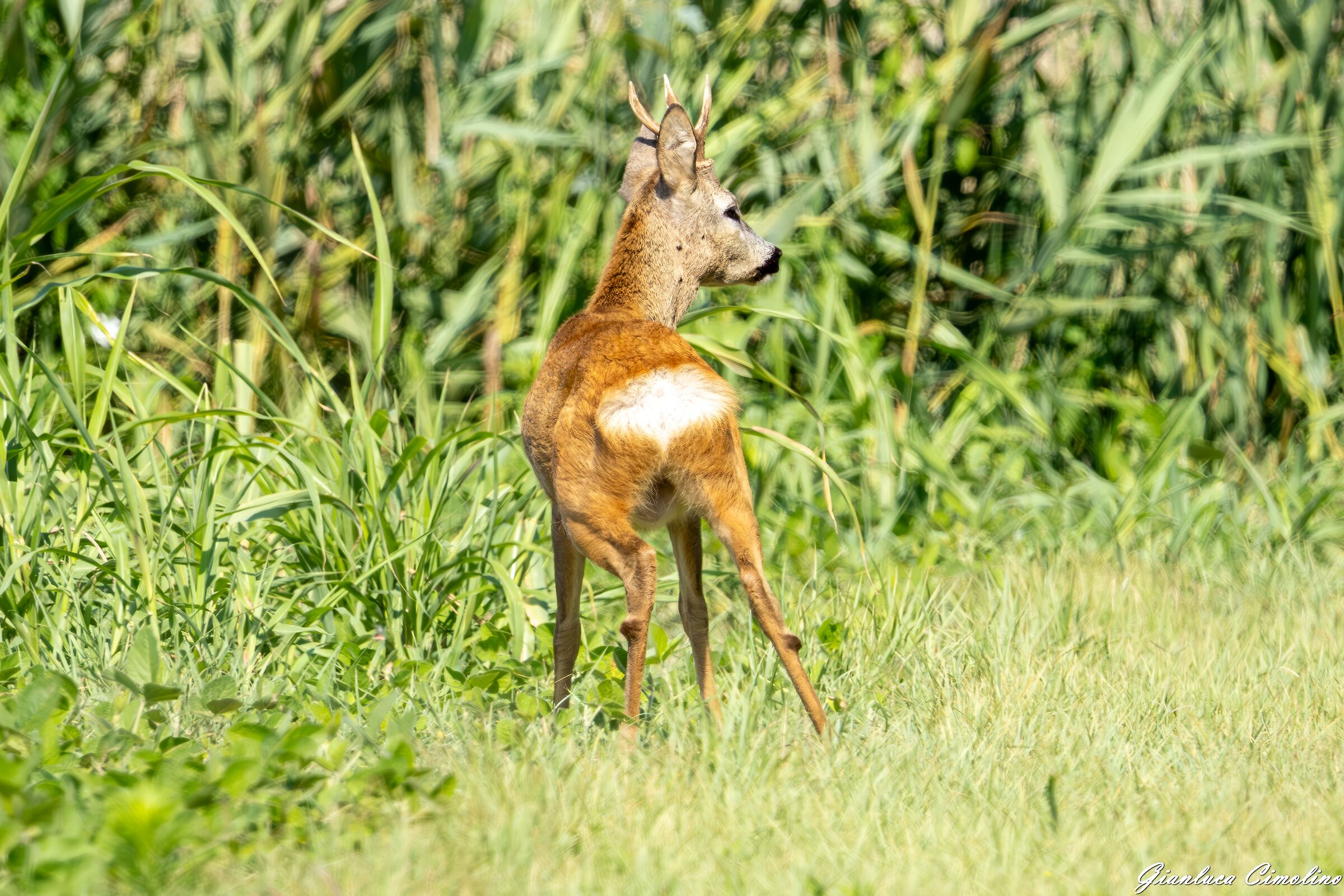 Capriolo Maschio, Capreolus Capreolus
