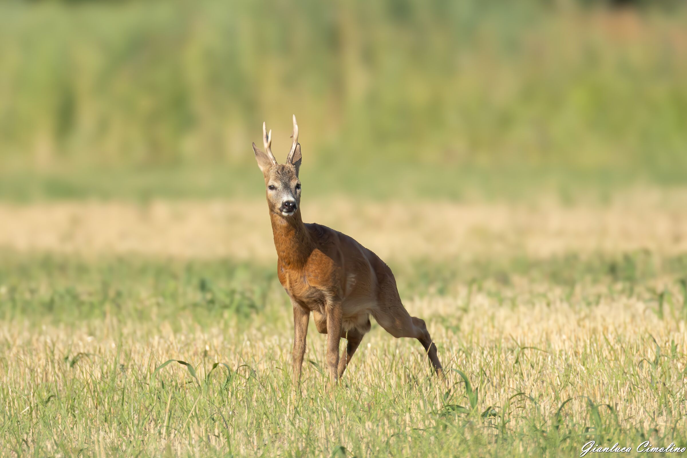 Capriolo Maschio, Capreolus Capreolus