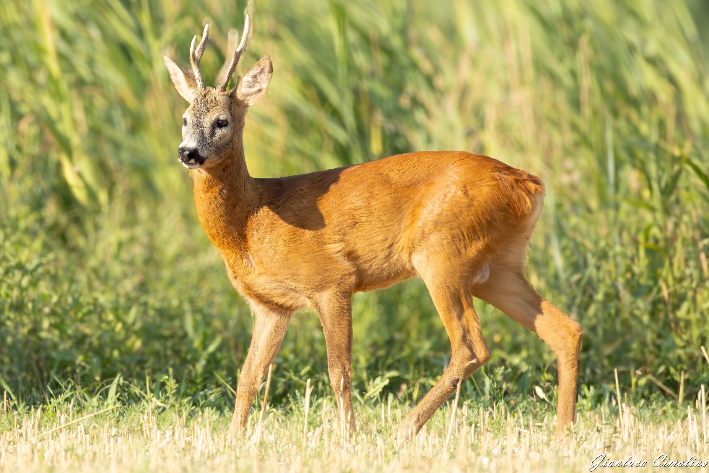 Capriolo Maschio, Capreolus Capreolus