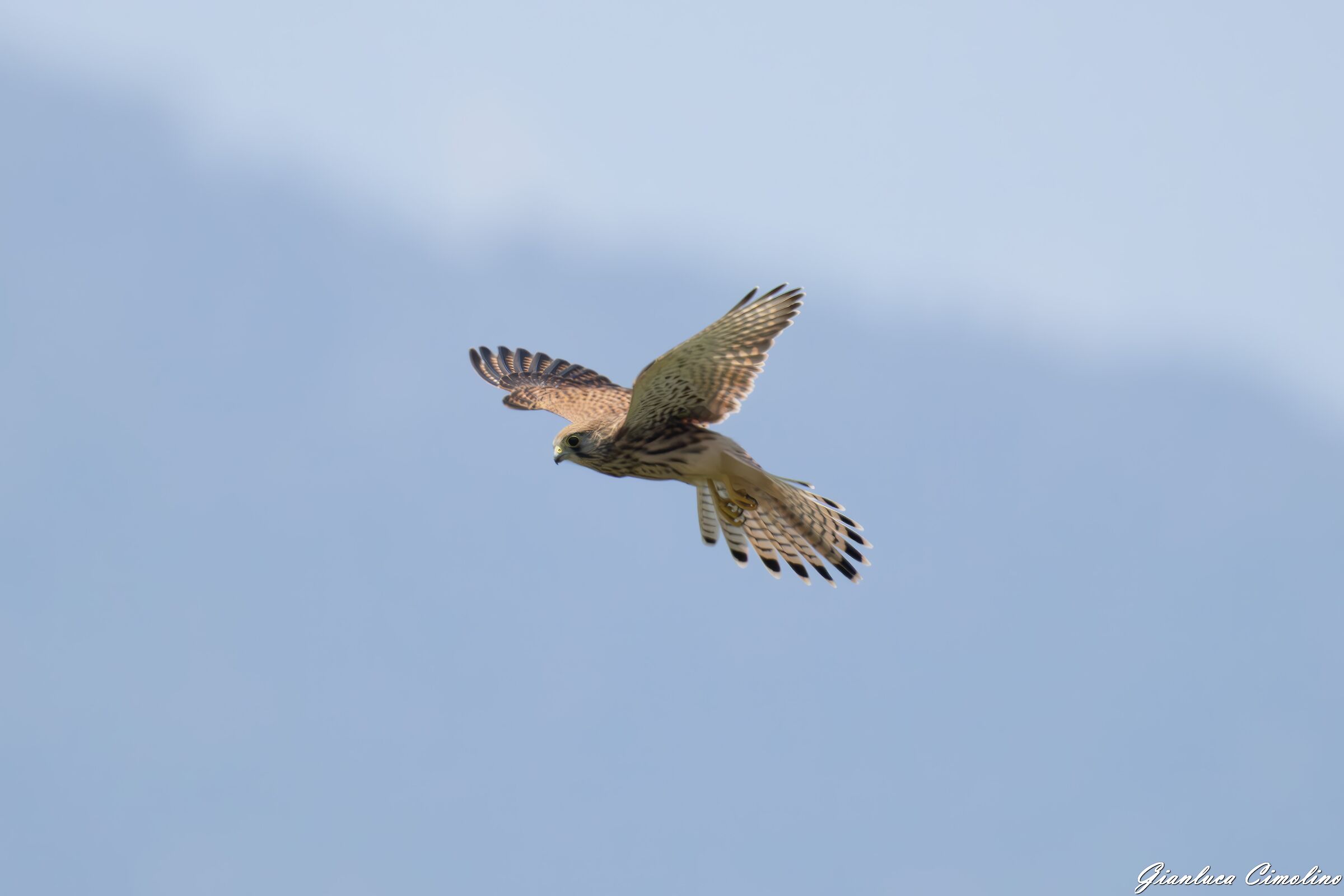 Gheppio in volo "Spirito Santo", Falco Tinnunculus