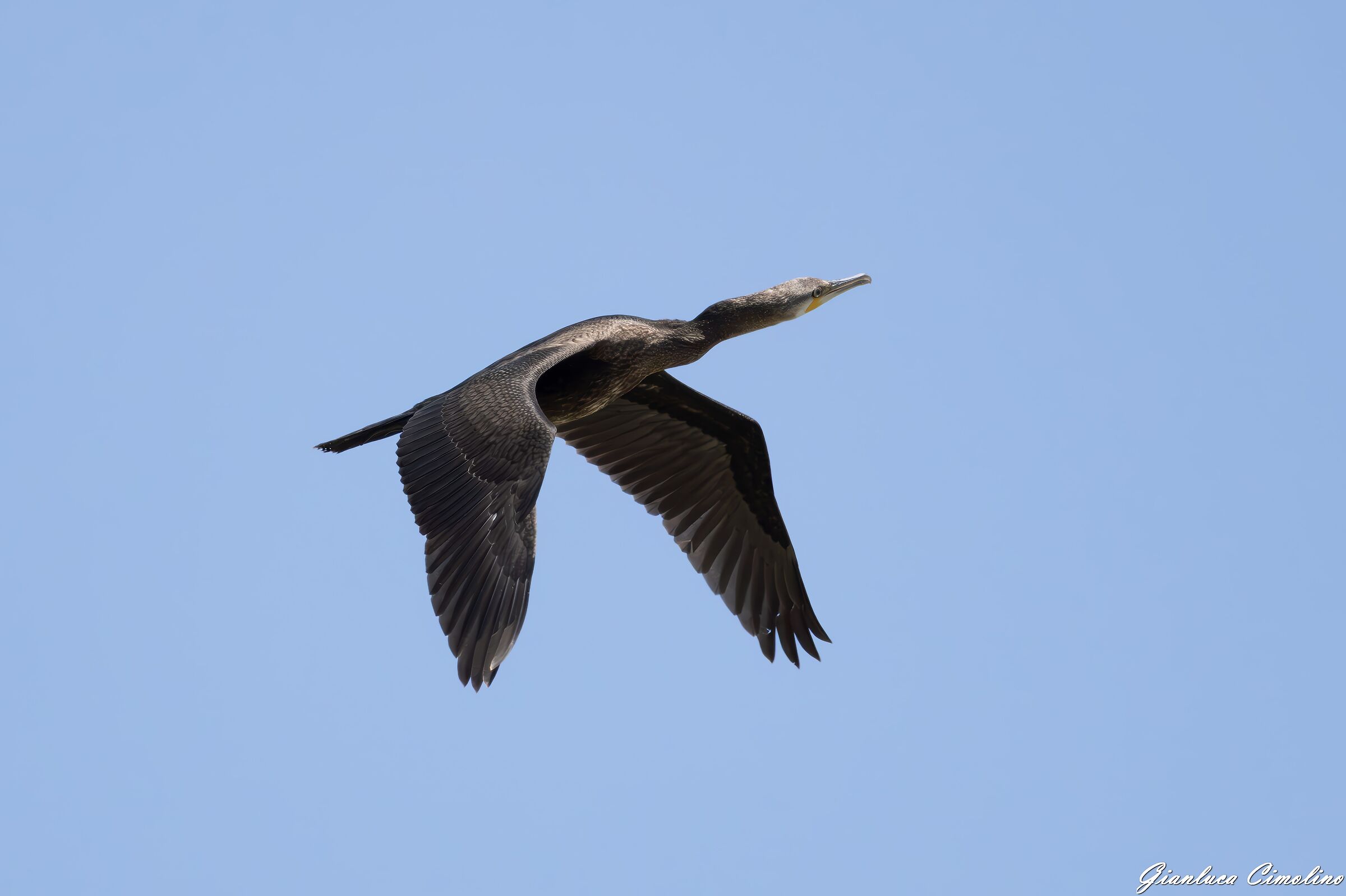Cormorano Comune, Phalacrocorax Carbo
