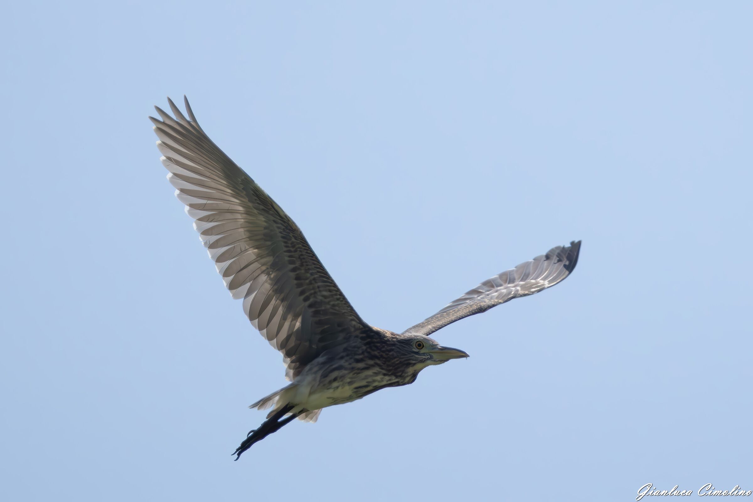 Nitticora, Nycticorax Nycticorax