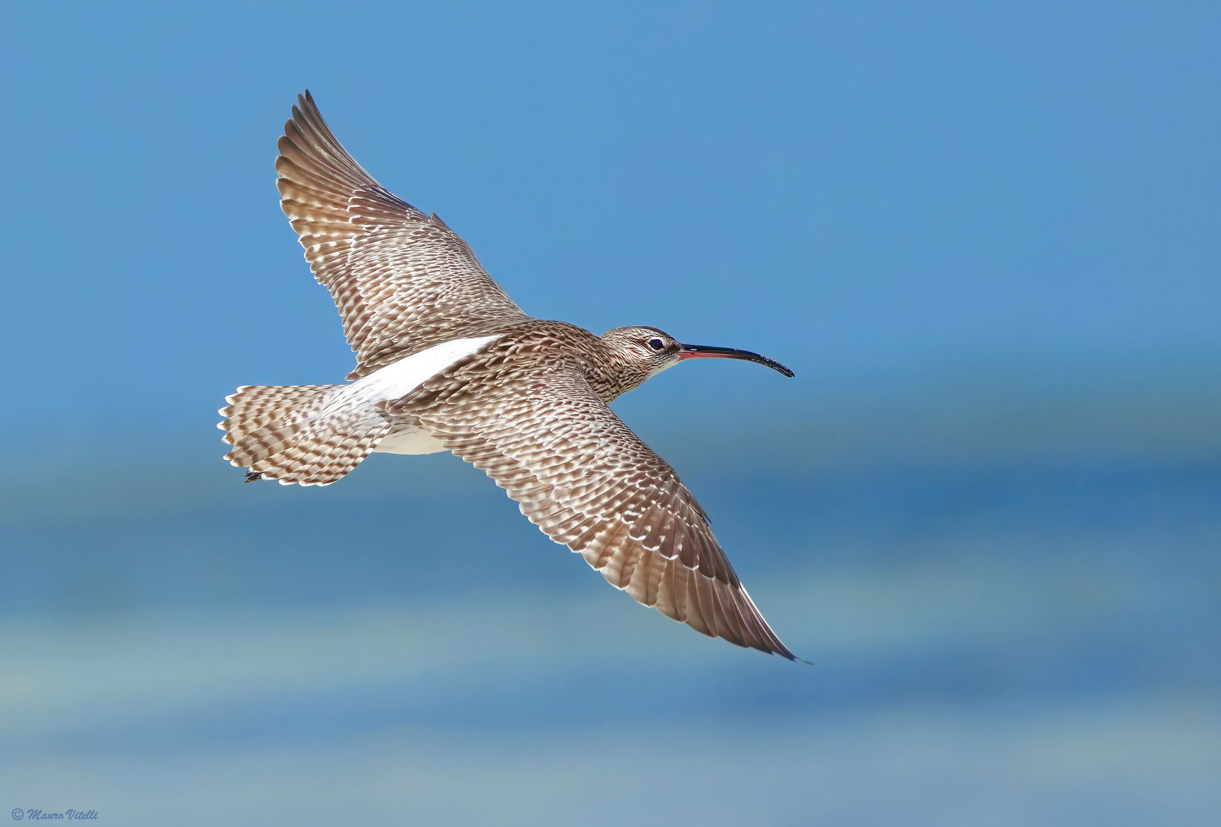 Curlew (Numenius phaeopus)