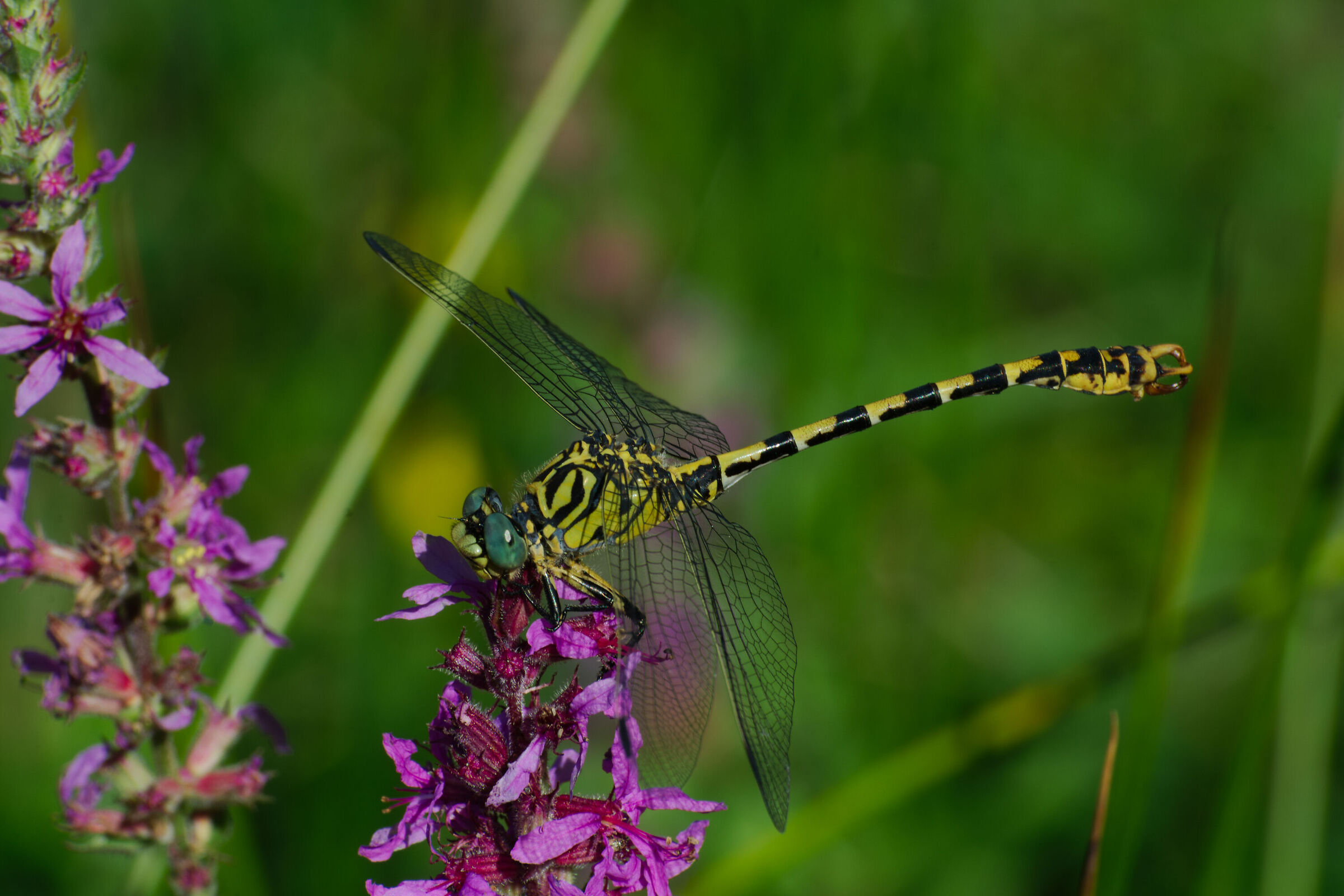 Onichogonphus Forcipatus (maschio). 03/08/25.